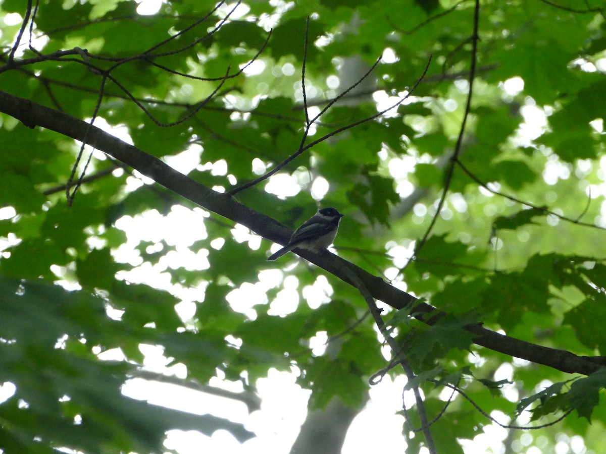 Black-capped Chickadee - ML644212551