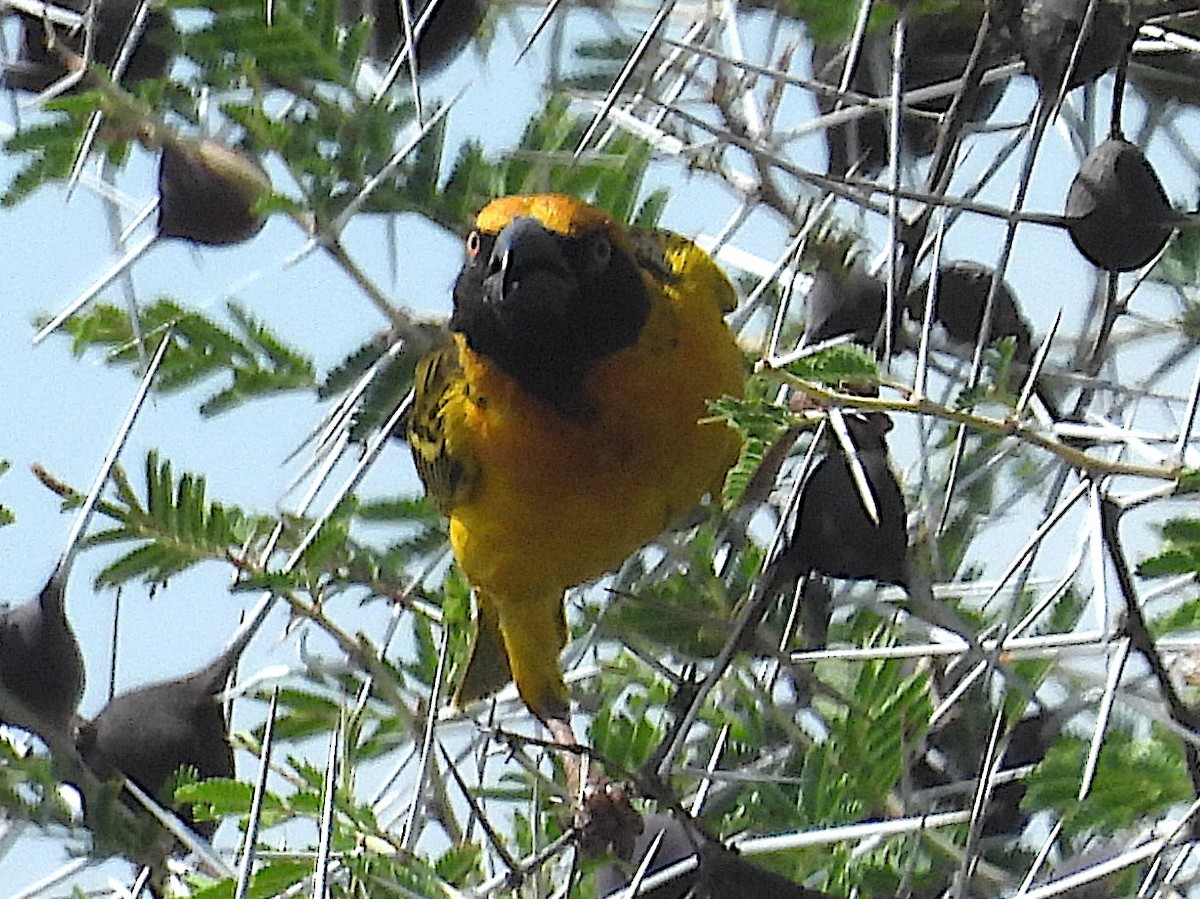 Fox's Weaver - ML644212572