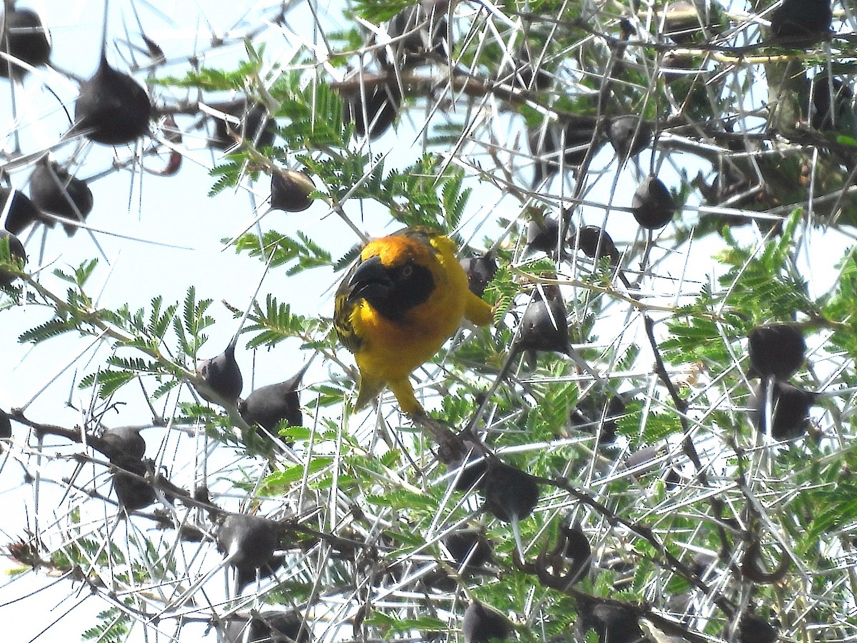 Fox's Weaver - ML644212574