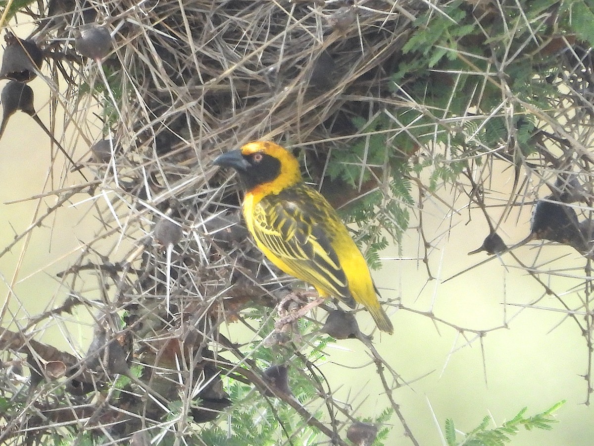 Fox's Weaver - ML644212575