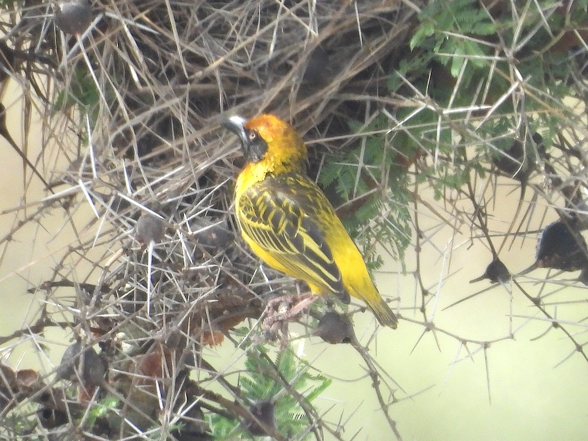 Fox's Weaver - ML644212576