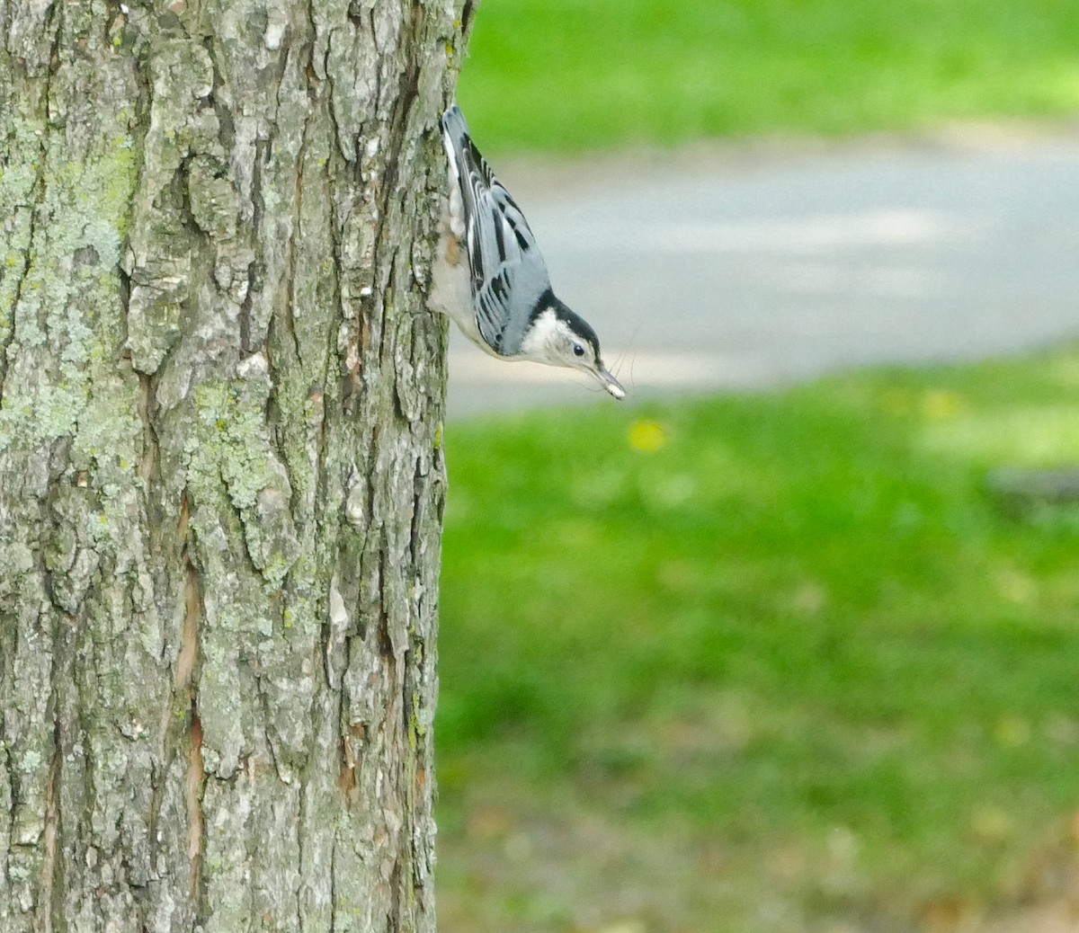 White-breasted Nuthatch - ML644212577