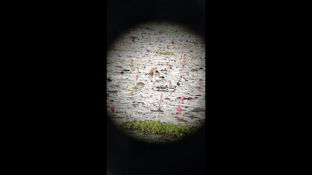 Urre-txirri siberiarra - ML644212581