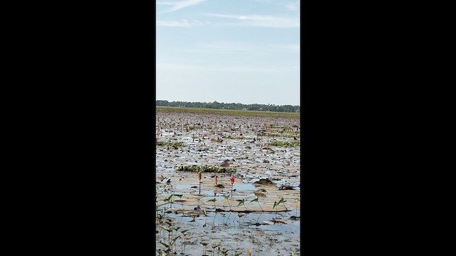 Urre-txirri siberiarra - ML644212584