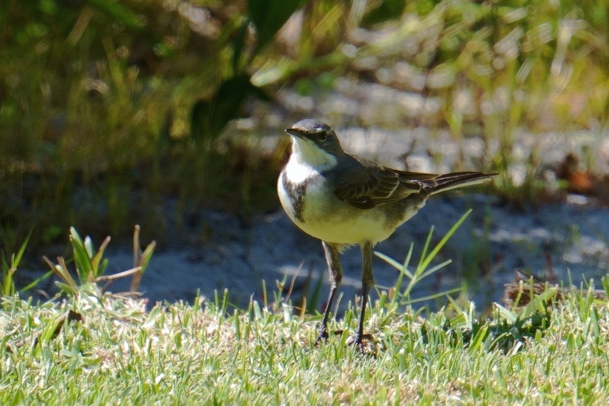 konipas jihoafrický - ML644212591