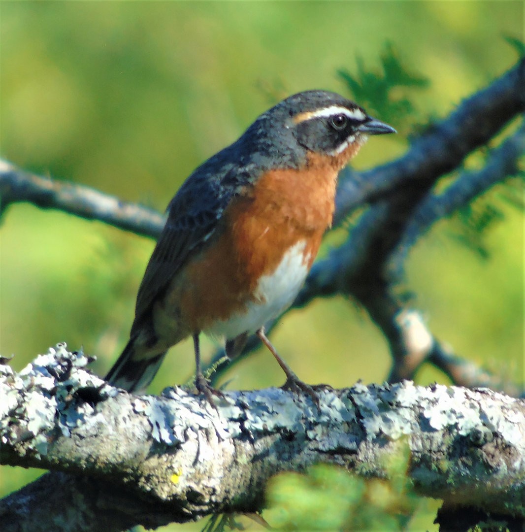 Black-and-rufous Warbling Finch - ML644212612
