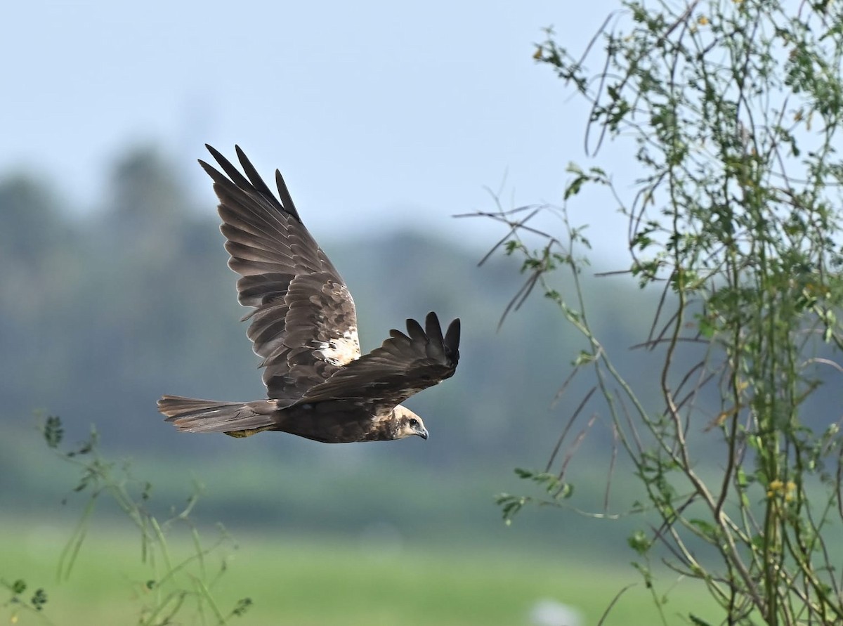 Western Marsh Harrier - ML644212613