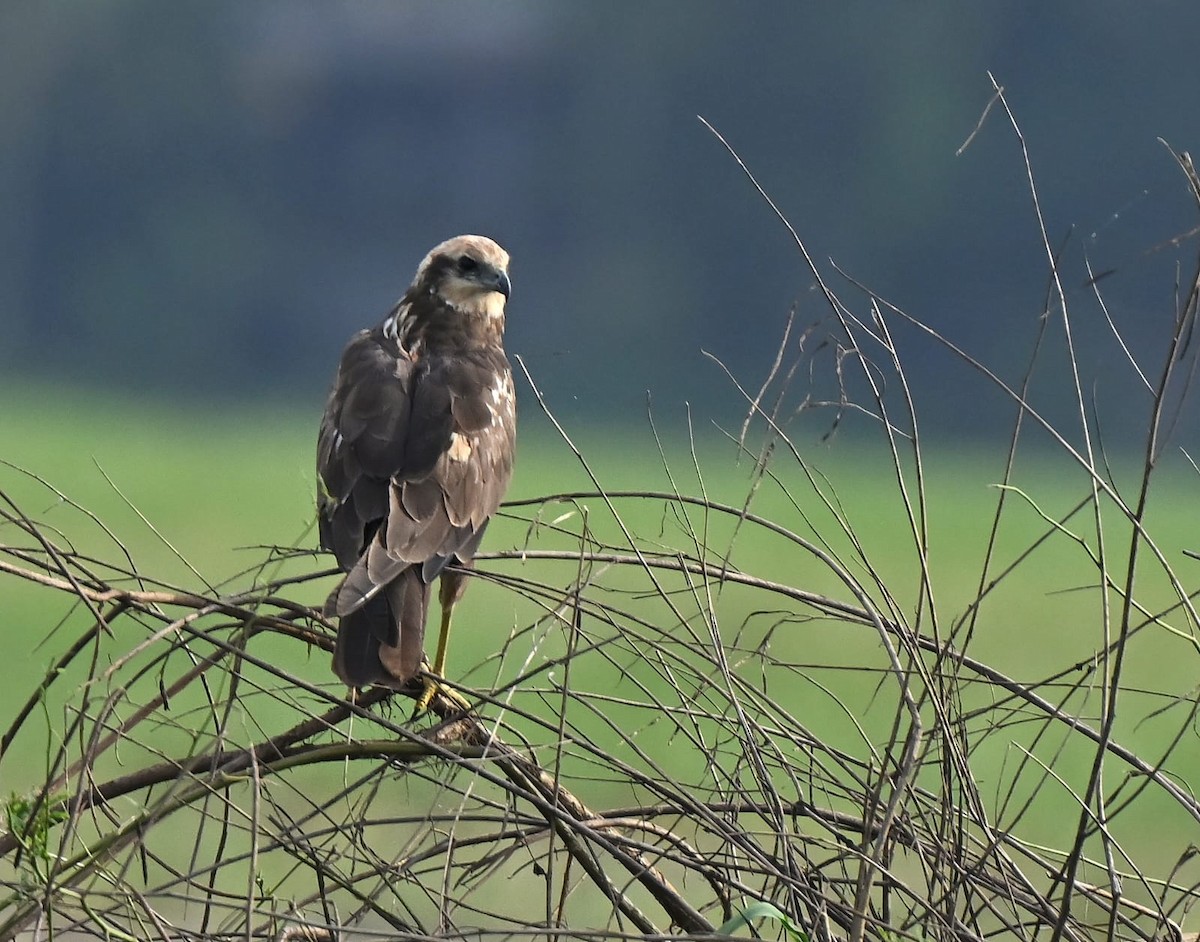 Western Marsh Harrier - ML644212614