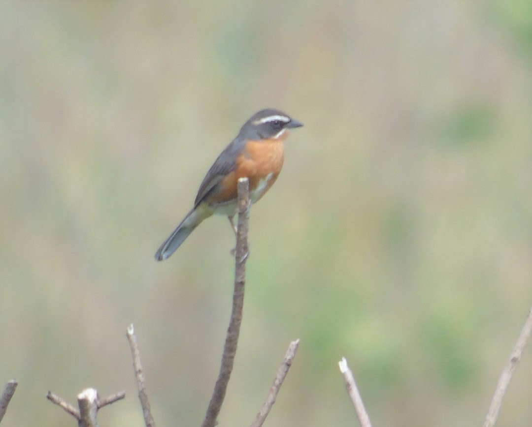 Black-and-rufous Warbling Finch - ML644212632