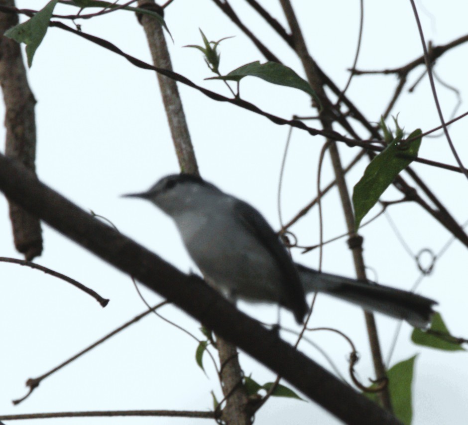 mayamyggsmett - ML644212648