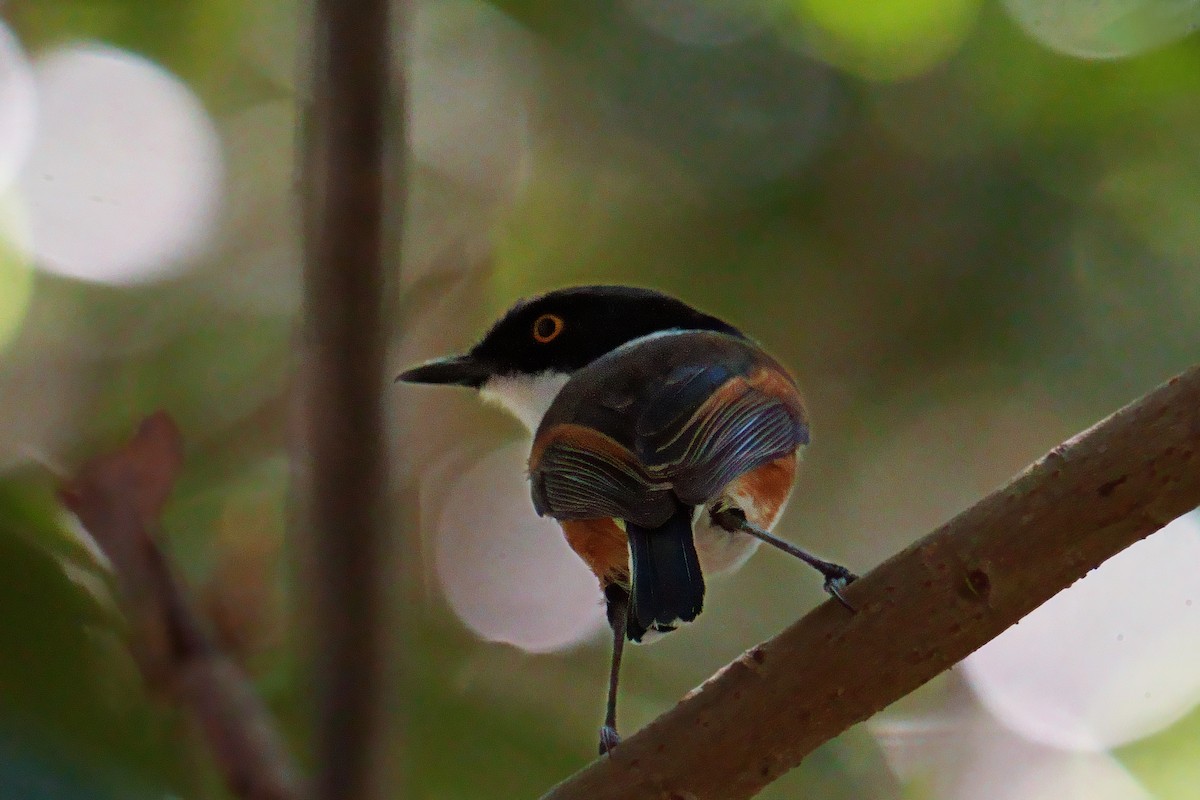 ムナグロセワタビタキ - ML644212688