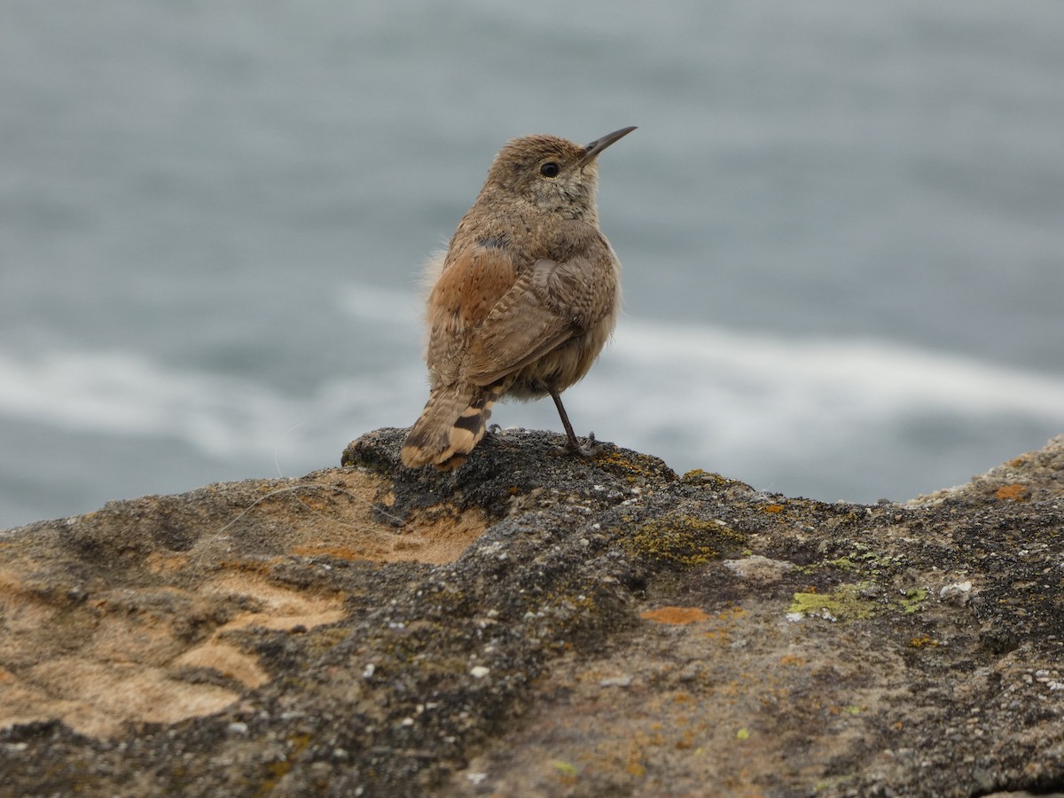 イワミソサザイ - ML644212706