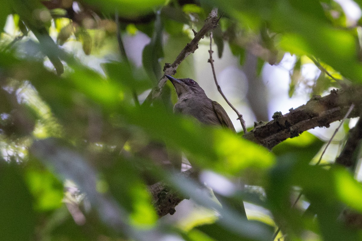 Olive-winged Bulbul - ML644212713