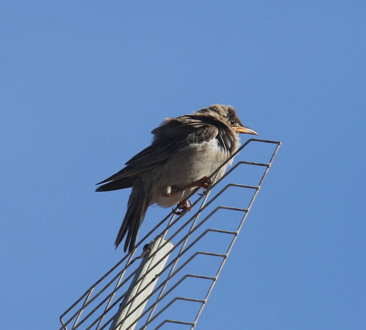 Rosy Starling - ML644212714