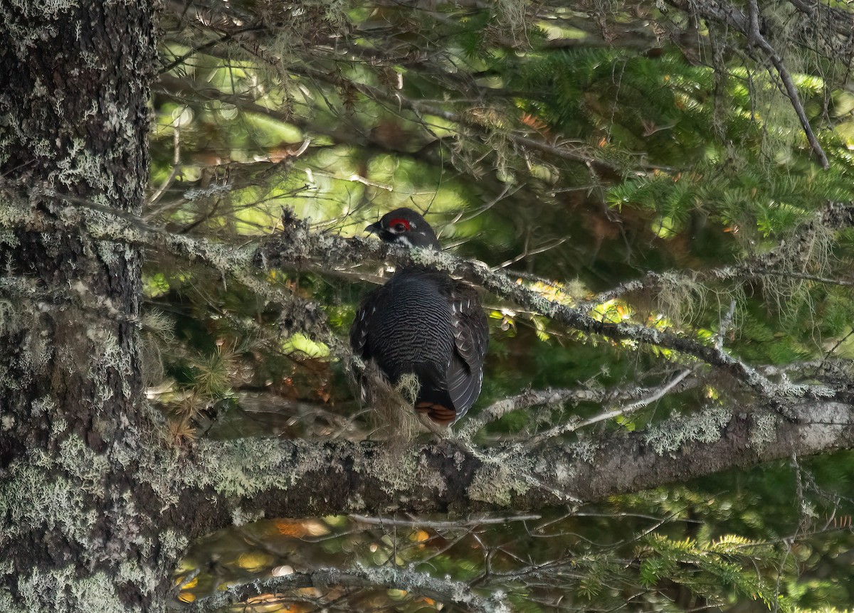 Spruce Grouse - ML644212721