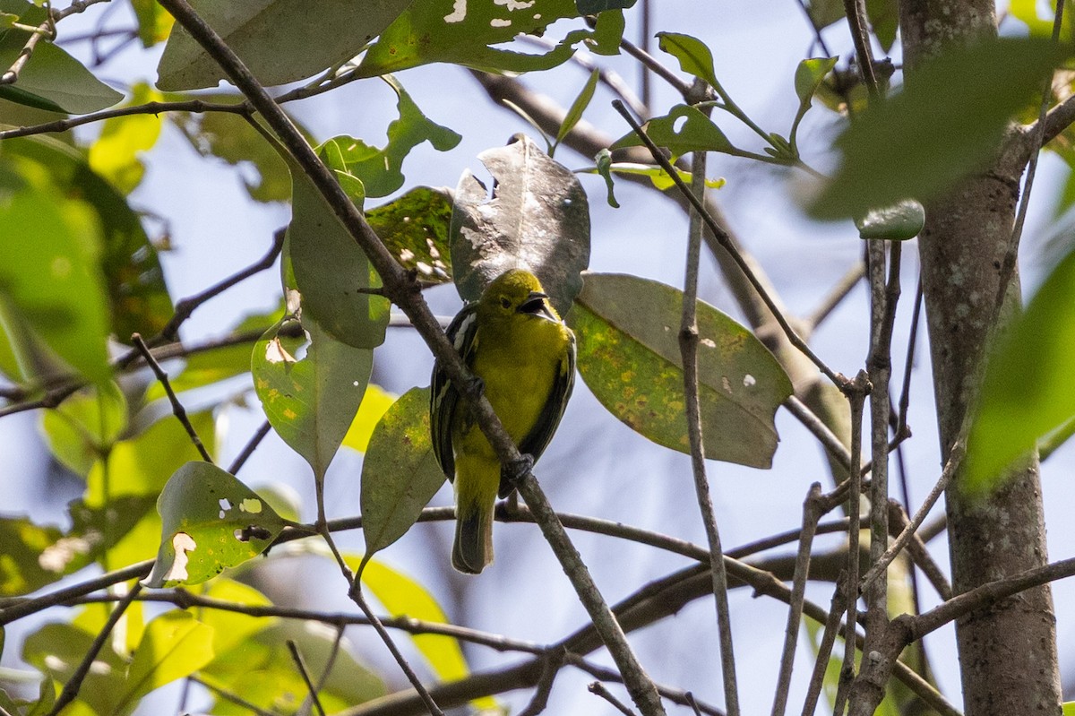 Common Iora - ML644212731