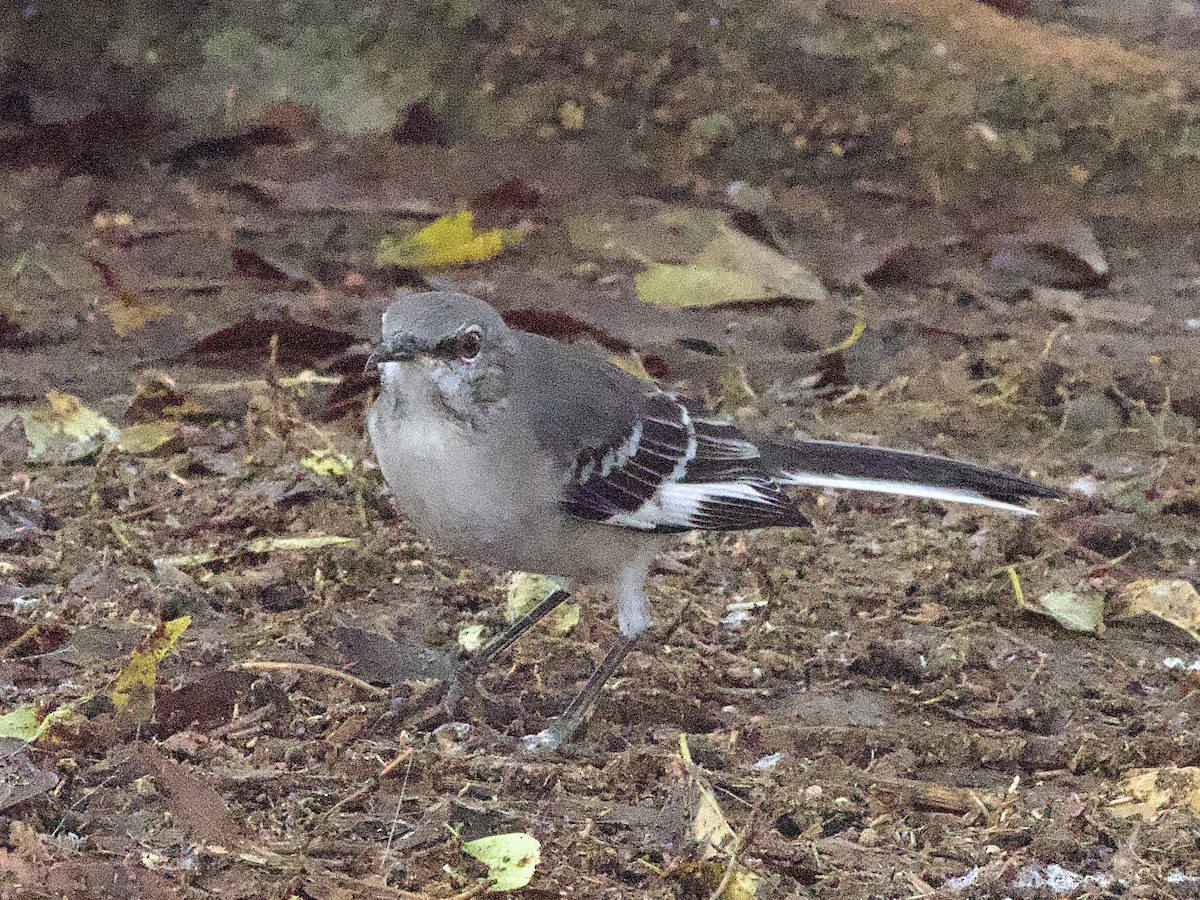 Northern Mockingbird - ML644212766