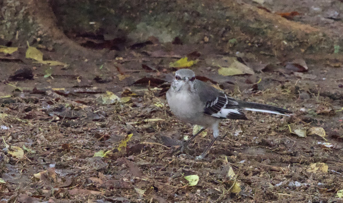 Northern Mockingbird - ML644212767