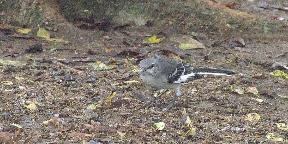Northern Mockingbird - ML644212768