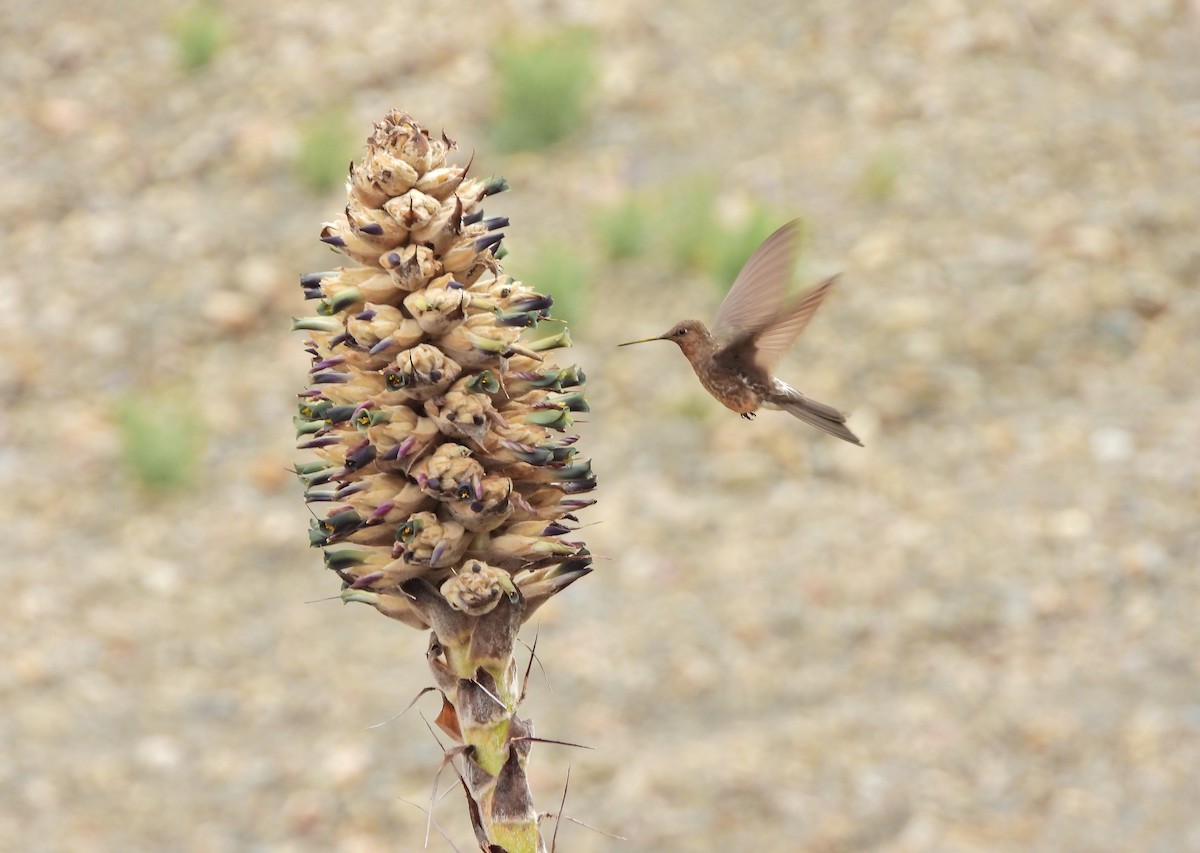 Giant Hummingbird - ML644212806