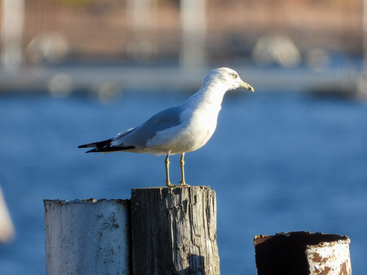 Ring-billed Gull - ML644212826