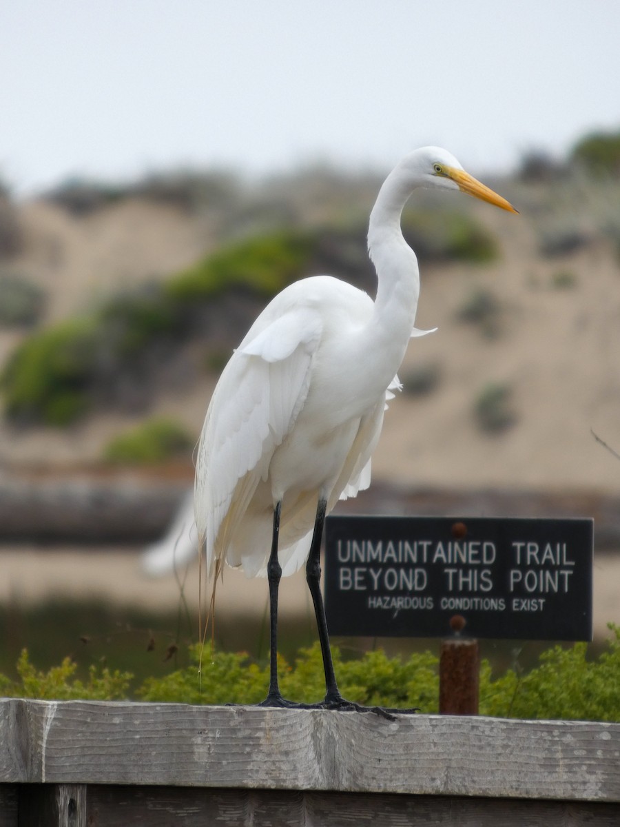 Great Egret - ML644212828