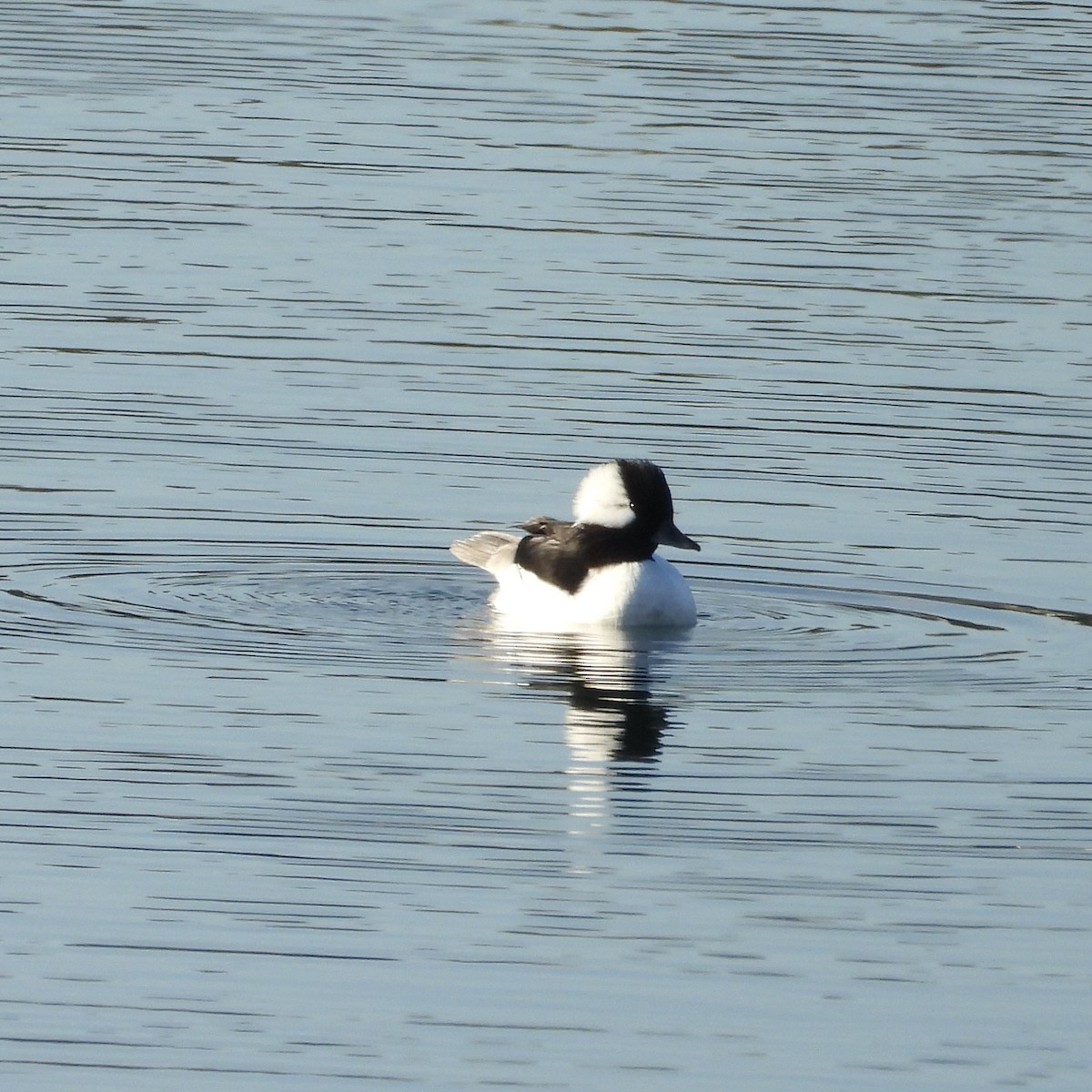 ヒメハジロ - ML644212832