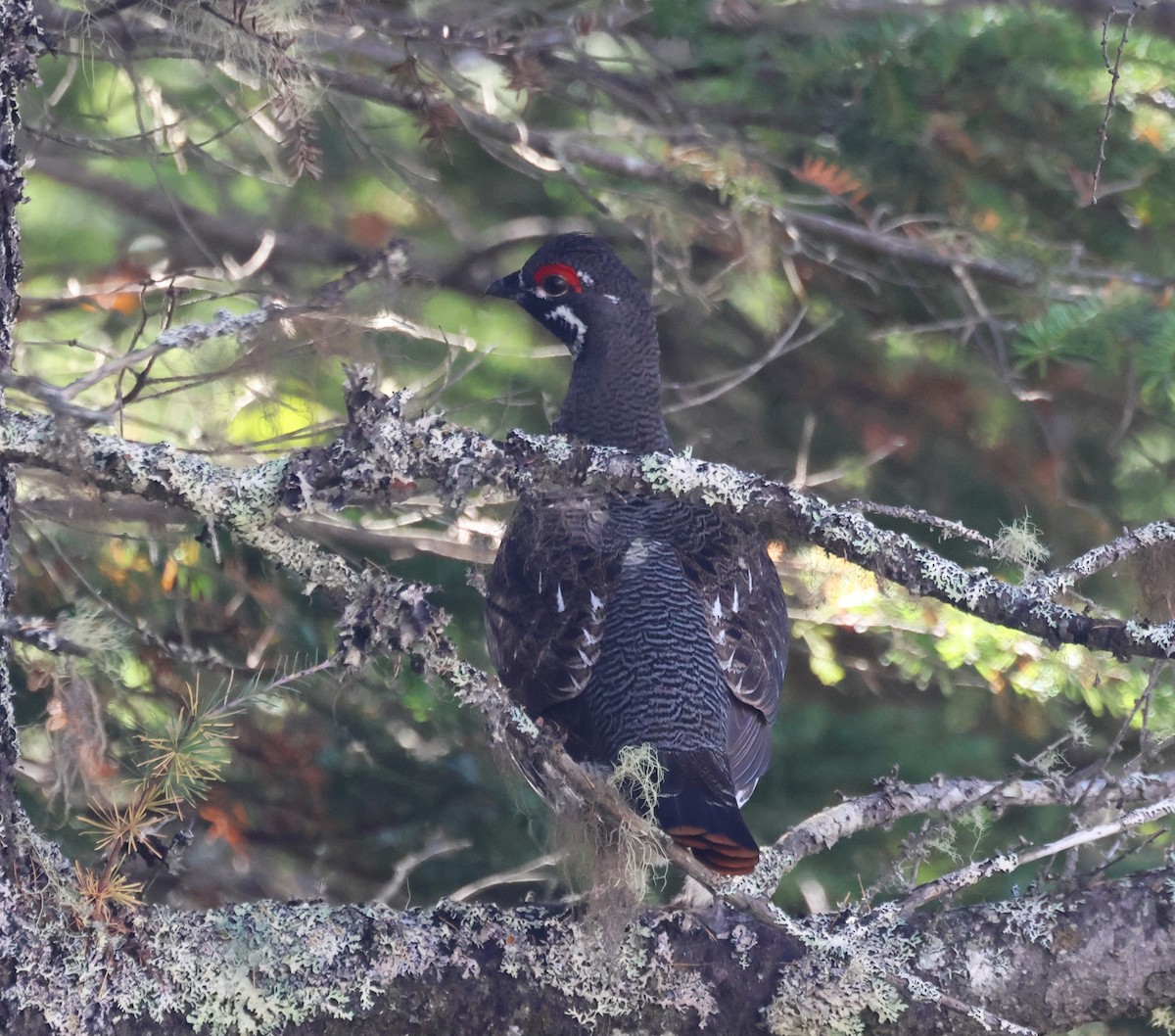 Spruce Grouse - ML644212848