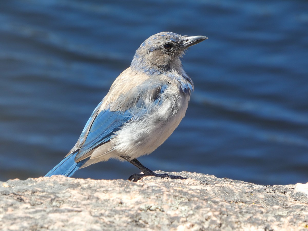 California Scrub-Jay - ML644212856