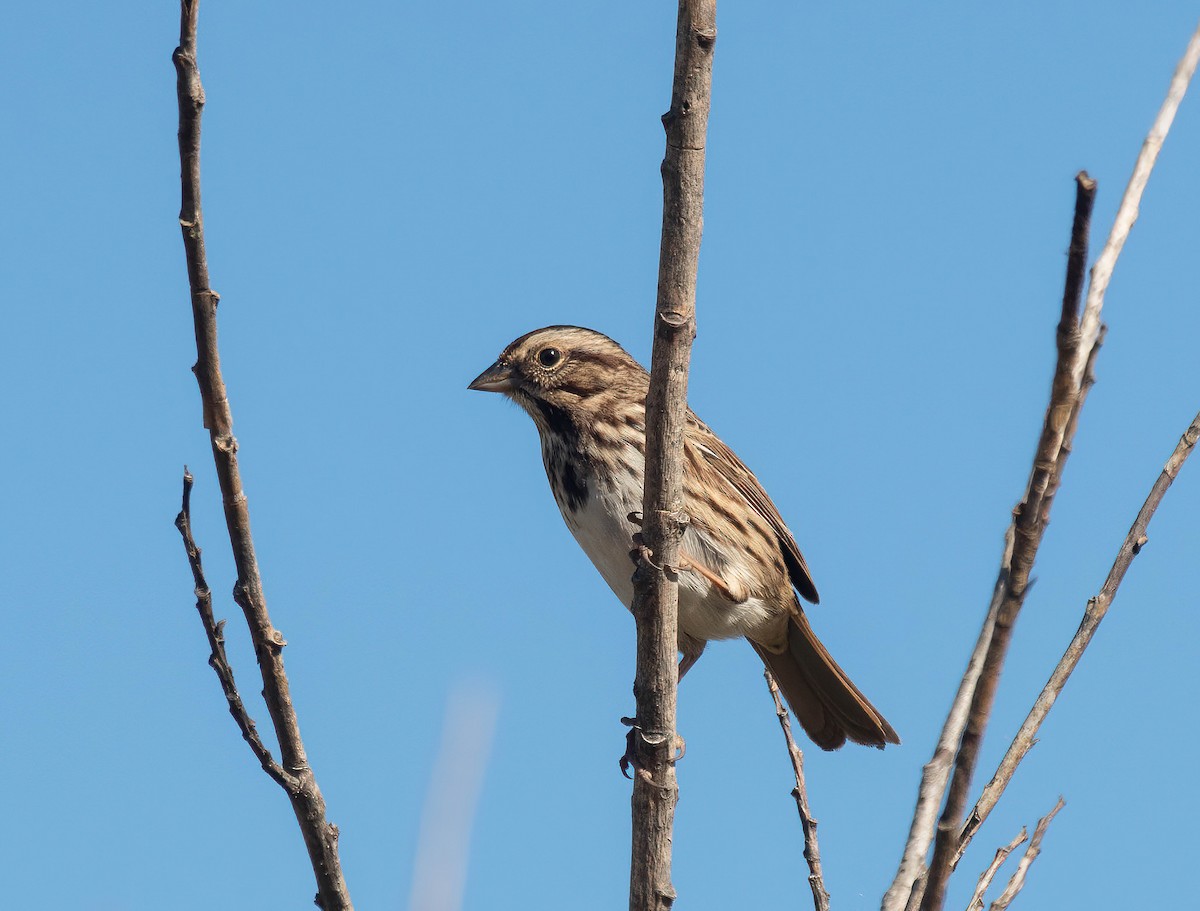 Song Sparrow - ML644212866