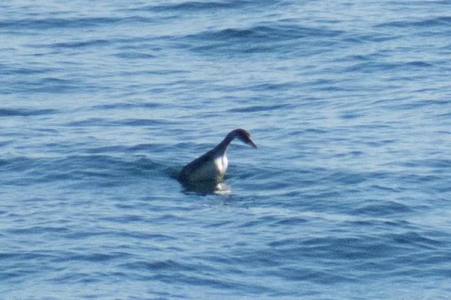 Red-necked Grebe - ML644212885
