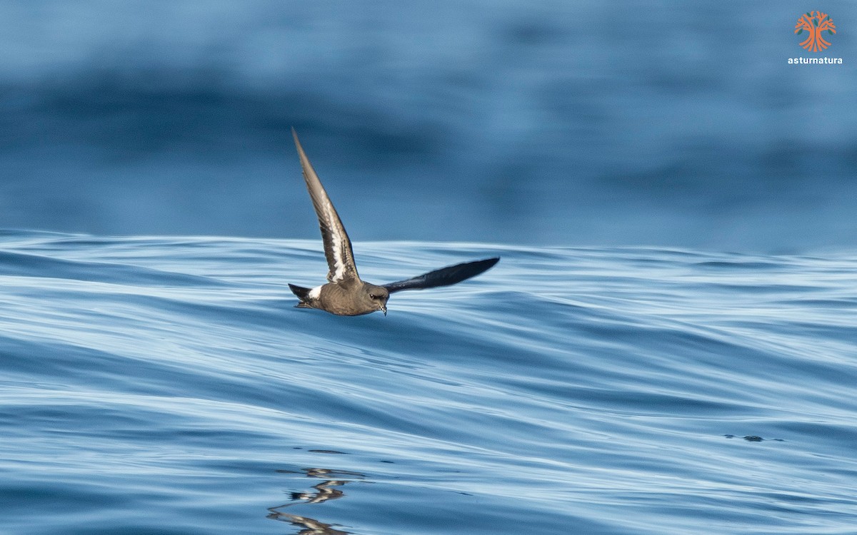 Océanite tempête - ML644212900