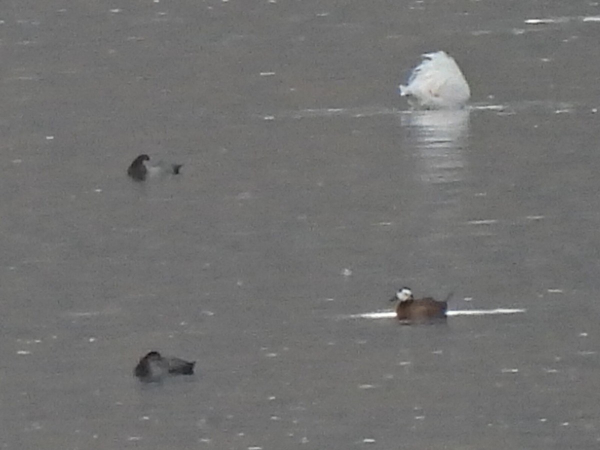 White-headed Duck - ML644212903