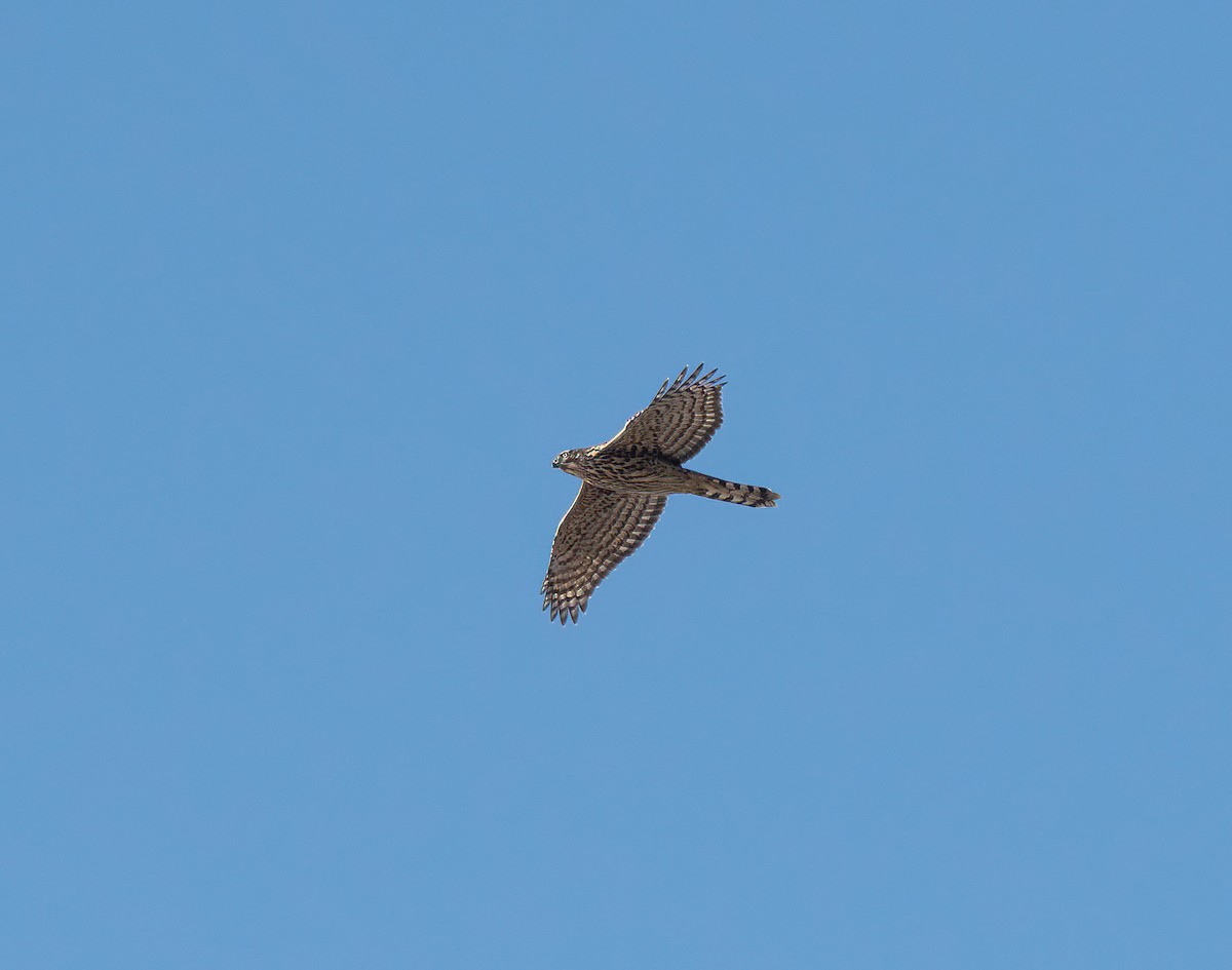 American Goshawk - ML644212905