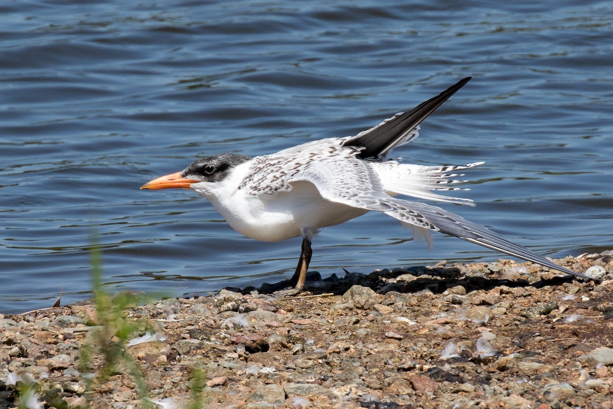 Caspian Tern - ML64421291