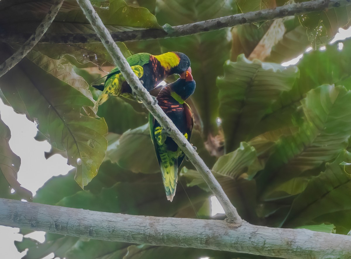 Biak Lorikeet - ML644212960