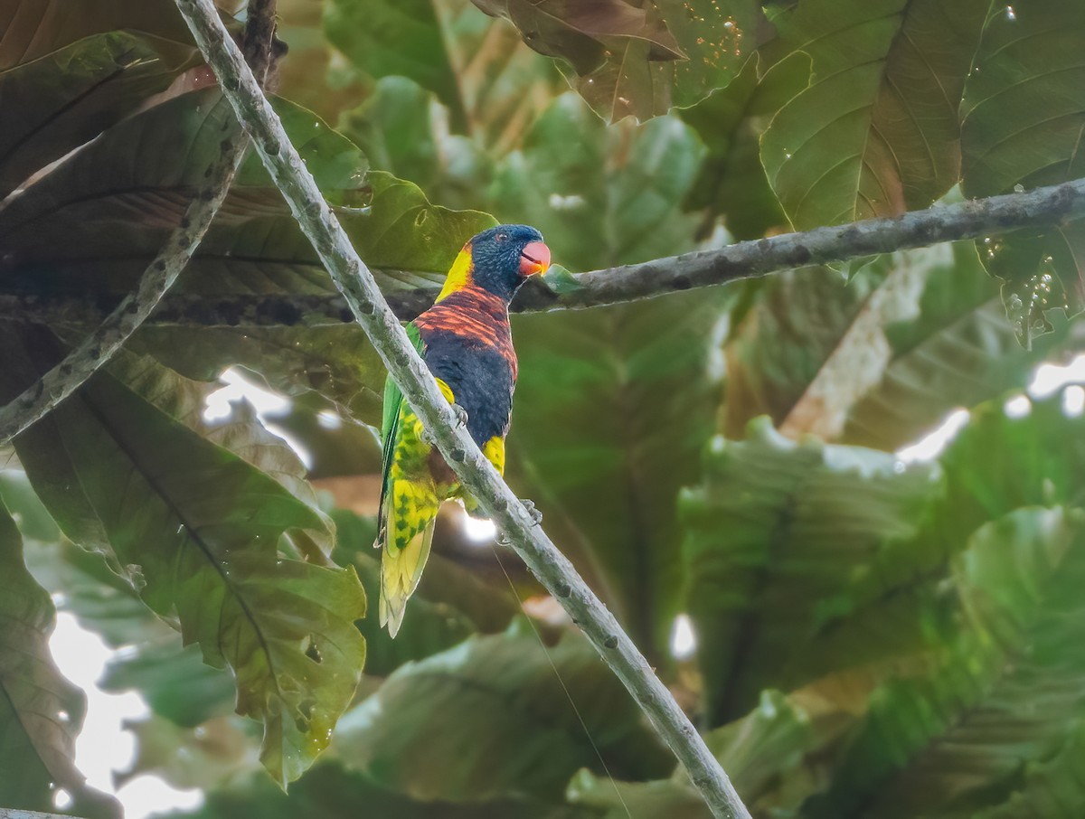 Biak Lorikeet - ML644212961
