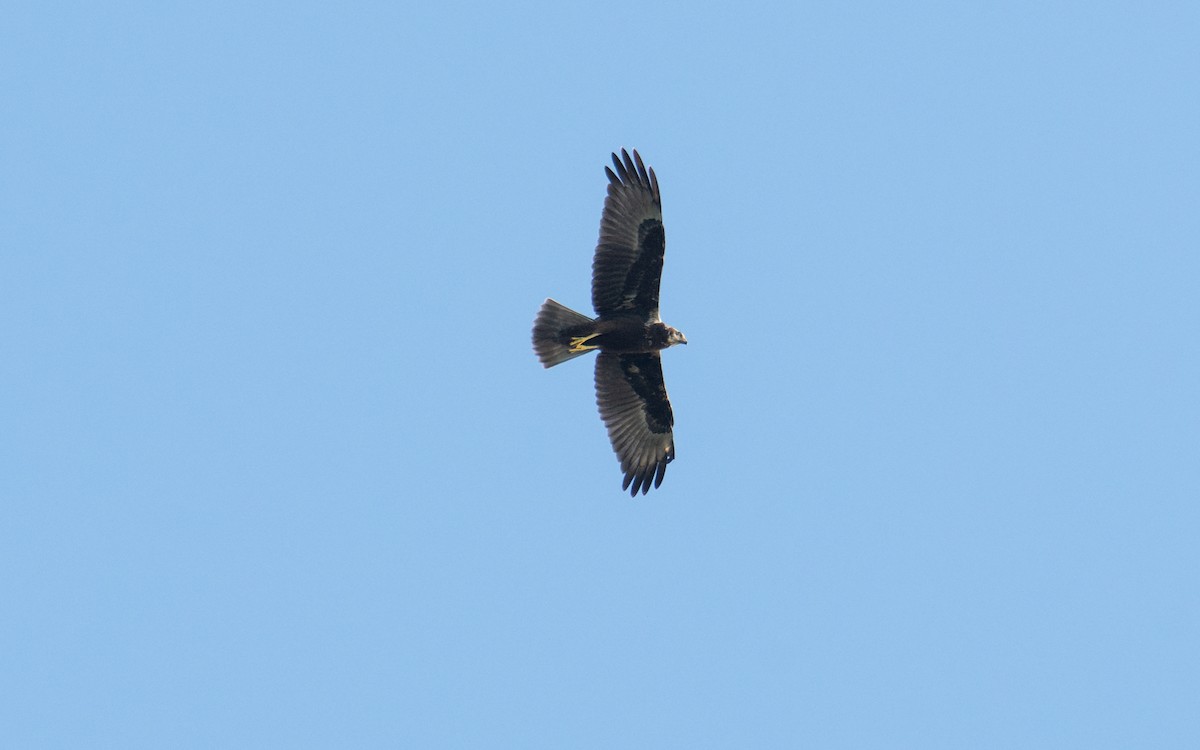 Eastern Marsh Harrier - ML644212971