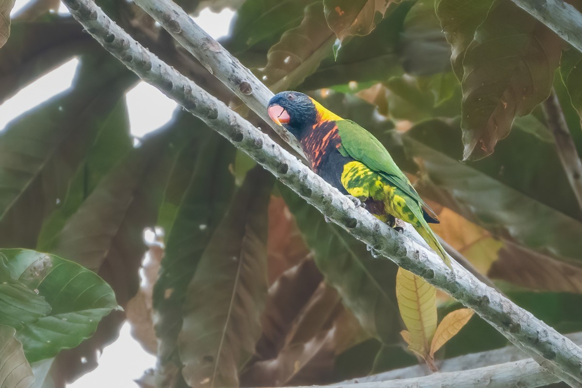 Biak Lorikeet - ML644212988