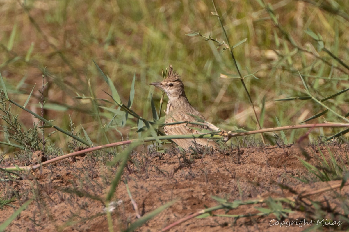 Tepeli Toygar (macrorhyncha/randonii) - ML644212995
