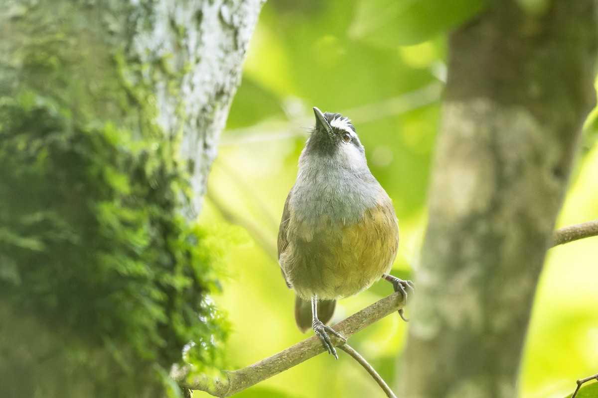 Banasura Laughingthrush - ML644212996