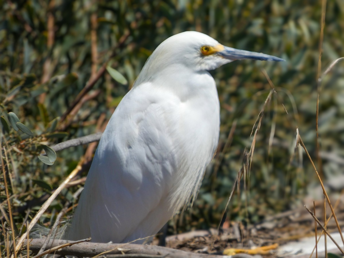 Snowy Egret - ML644213008