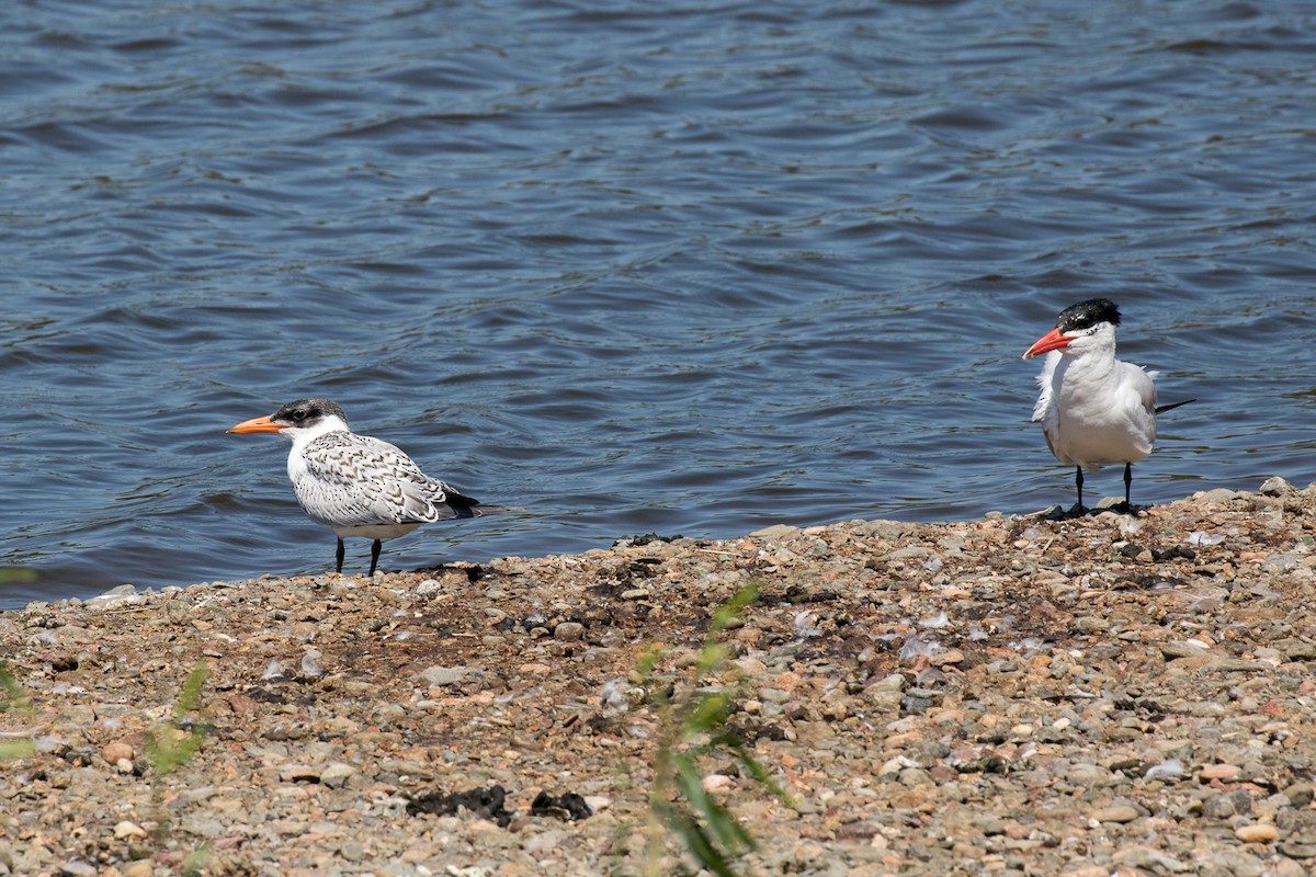 Caspian Tern - ML64421301