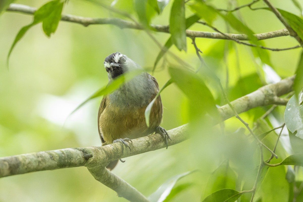 Banasura Laughingthrush - ML644213024