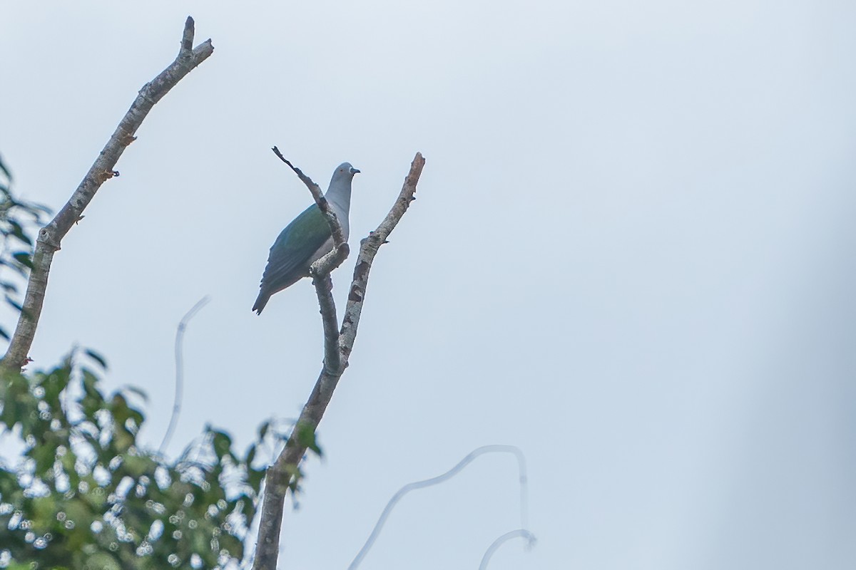 Geelvink Imperial-Pigeon - ML644213050