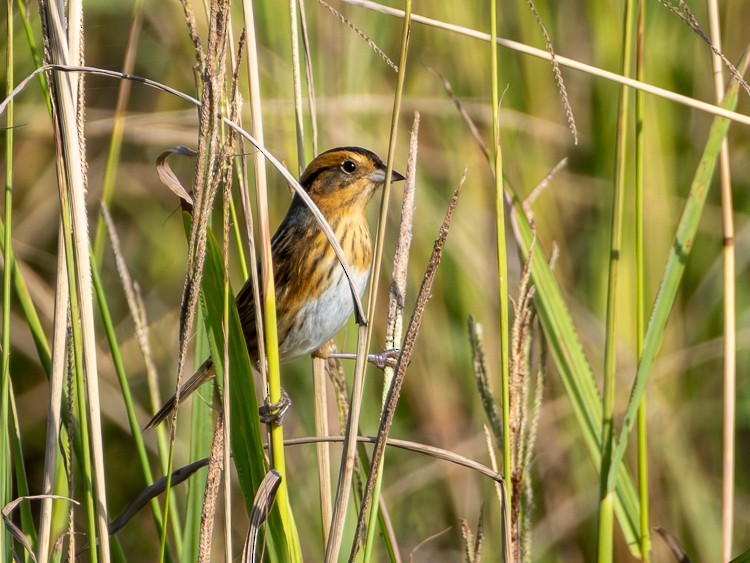 Nelson's Sparrow - ML644213060