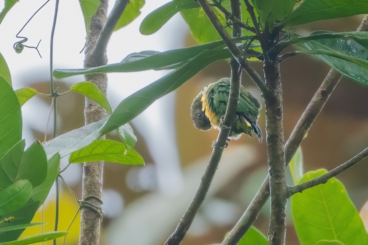 Geelvink Pygmy-Parrot - ML644213062