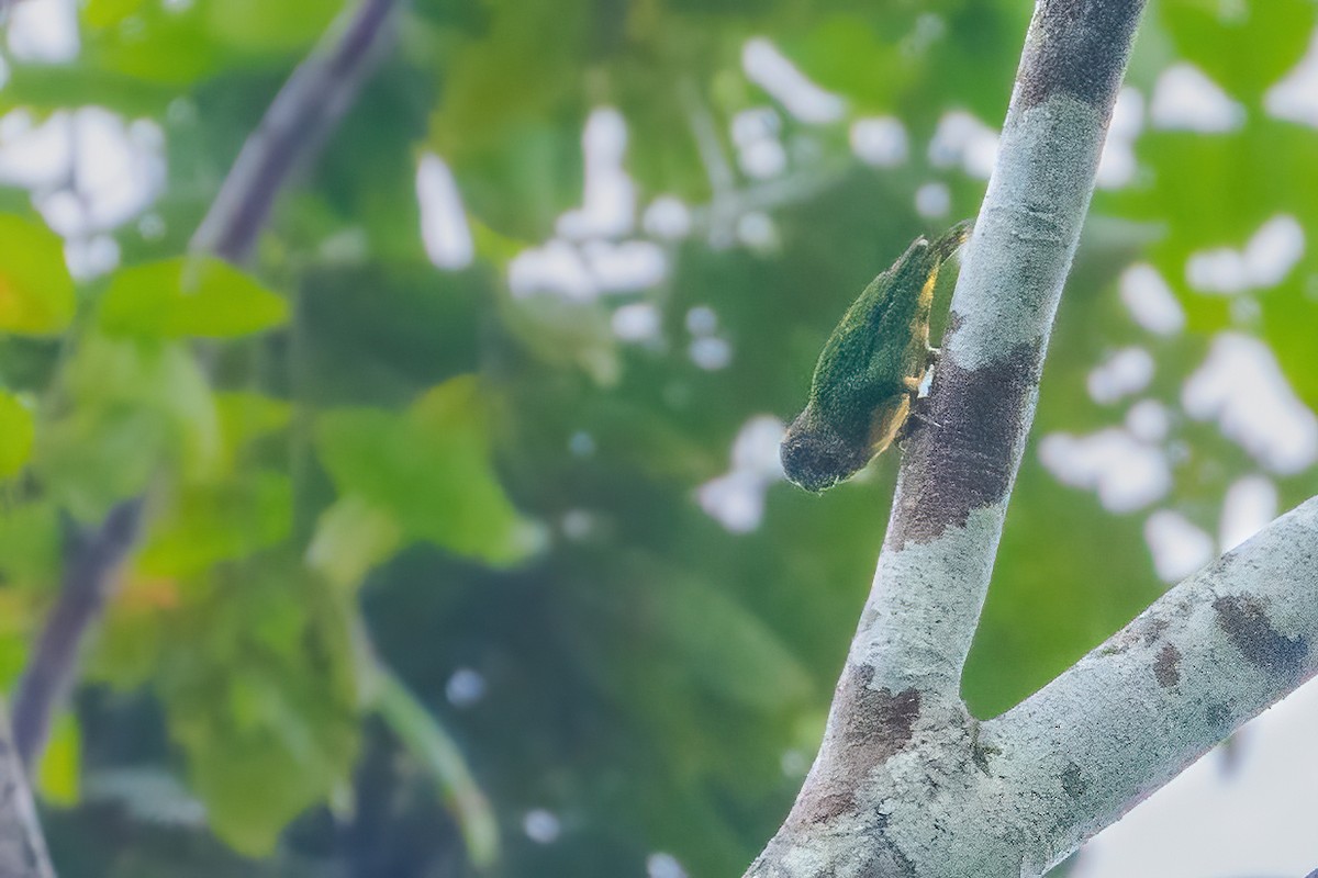 Geelvink Pygmy-Parrot - ML644213063