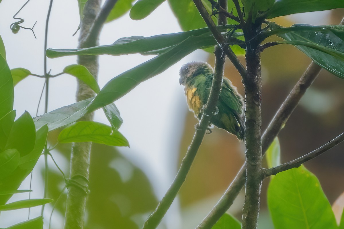 Geelvink Pygmy-Parrot - ML644213064