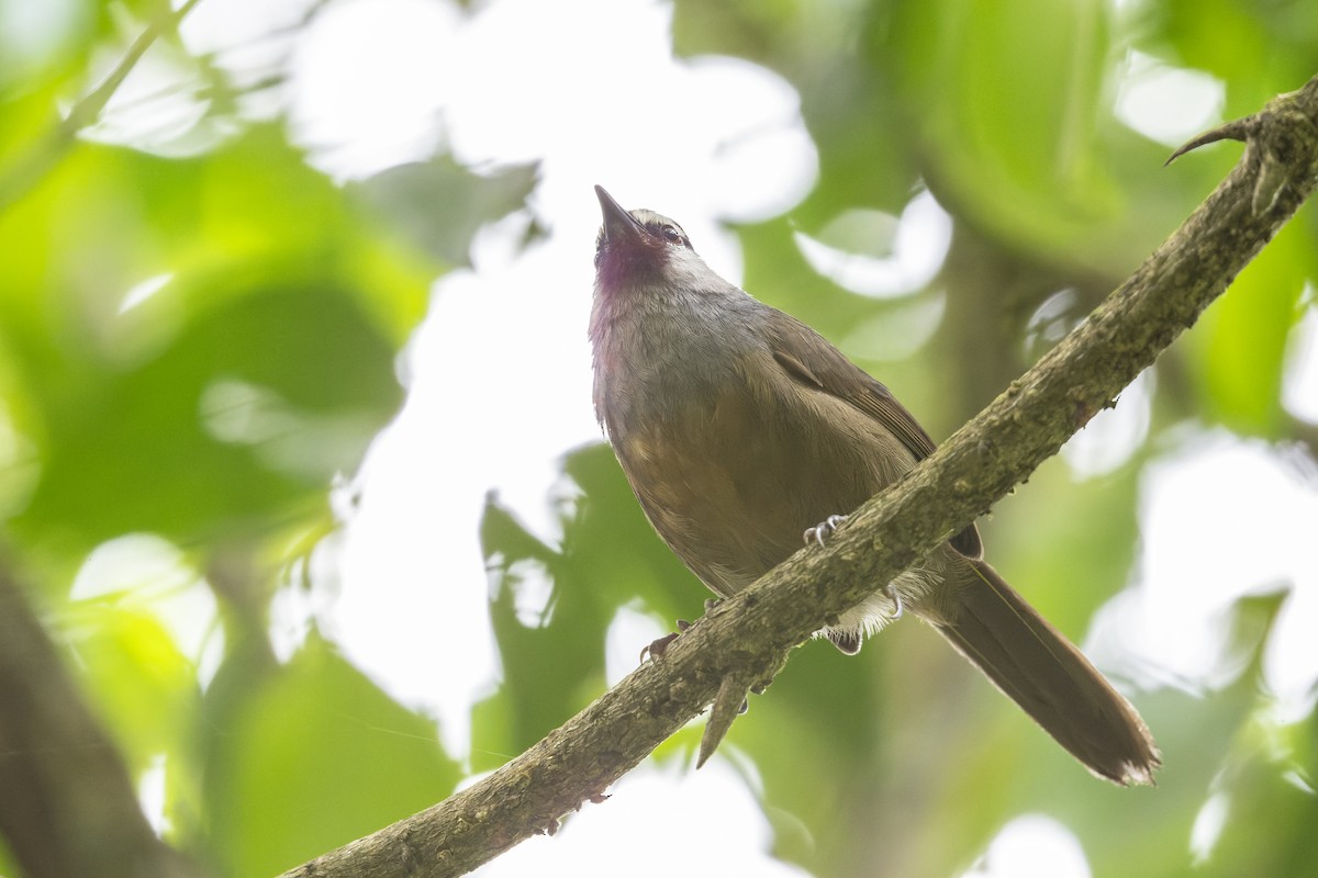 Banasura Laughingthrush - ML644213084